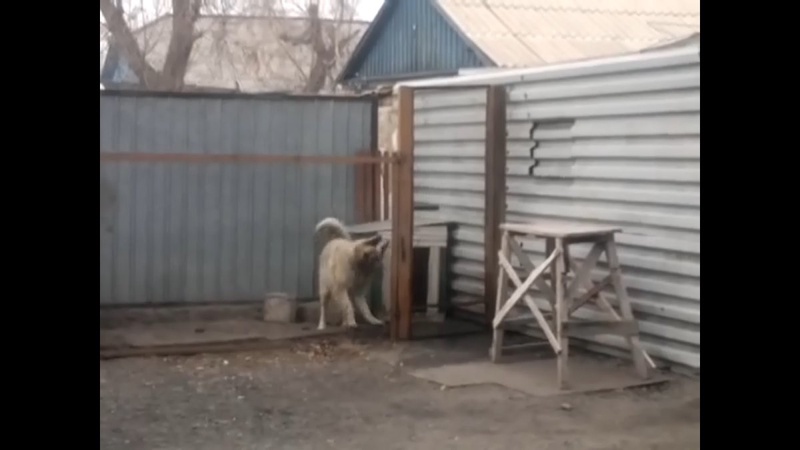 Кадр видео YouTube / kuat87756007096