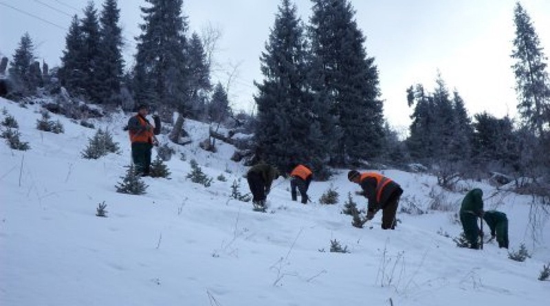 Высадка новых деревьев в горах Алматы. Фото©Алишер Ахметов