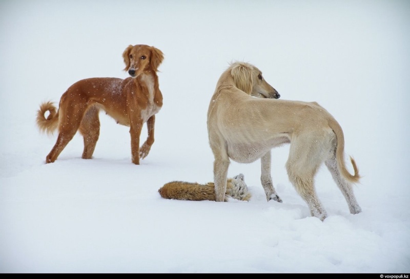 Казахская борзая. Фото ©voxpopuli.kz/Гульнара Бажкенова