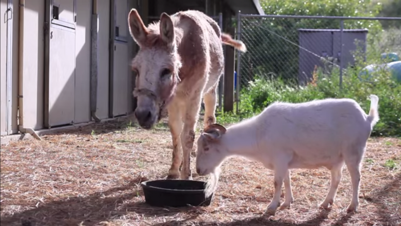 Джеллибин и Мистер Джи. © youtube.com