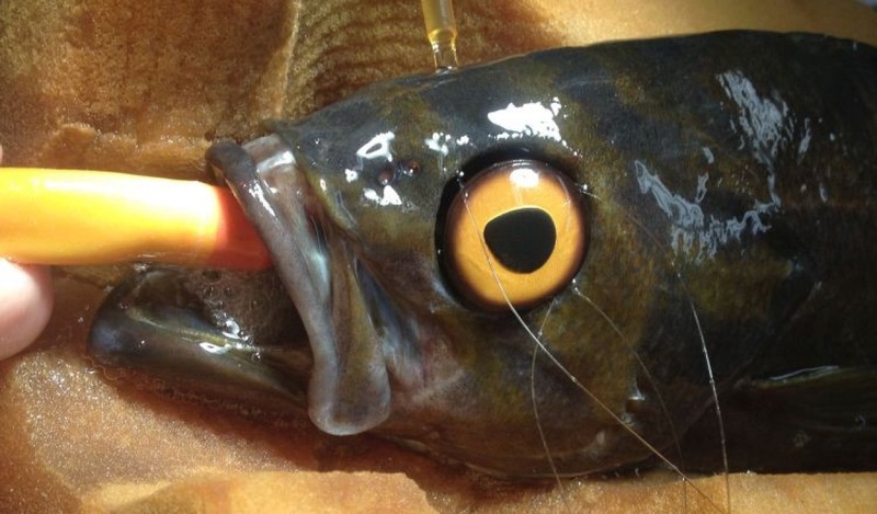 Фото: Vancouver Aquarium