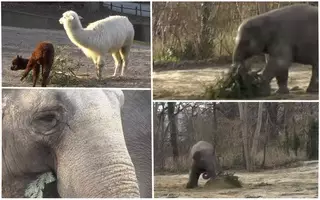 Слоны съели рождественские елки в зоопарке Берлина