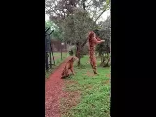 Тигр совершил поразительный прыжок ради мяса