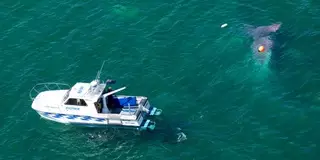 13 человек спаслись после прыжка из падающего самолета