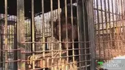 В шымкентском зоопарке испуганная фейерверками медведица съела детенышей