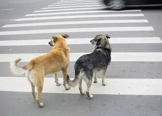 Собаки в Алматы выучили ПДД