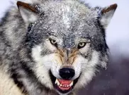 Жительница ВКО при помощи кухонного ножа отбила мужа от нападения волка