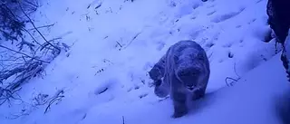 Турист сфотографировал снежного барса рядом с Алматы