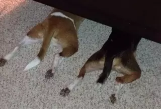 Собаки, которые думают, что они отлично спрятались