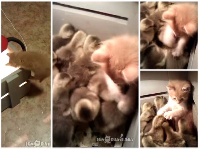 Кадры из видеоролика, размещенного на YouTube пользователем ignoramusky