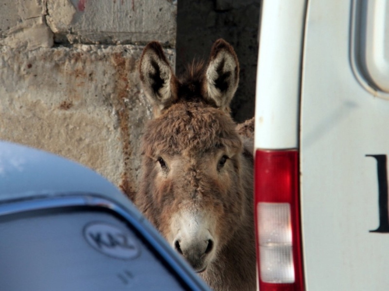 Фото с сайта www.yk-news.kz