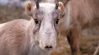 60 сайгаков убили браконьеры в Актюбинской области