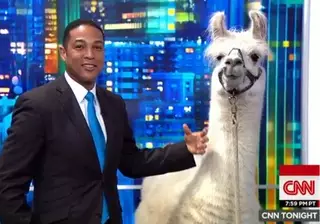 Журналист CNN взял интервью у ламы в прямом эфире