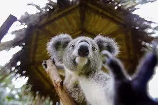 Около 700 коал в Австралии убиты по решению властей