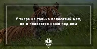 15 удивительных фактов о животных