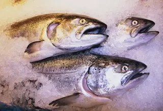 Ввоз 17 тонн норвежского лосося в Казахстан пресекли в России