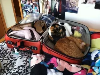 20 никогда не отстающих от хозяев животных