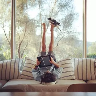 Устали от кошек и собак? Заведите сороку!