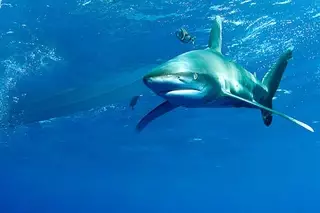 Акула откусила ногу немецкому туристу в Египте