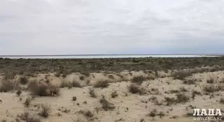 Обглоданное животными тело мужчины нашли в Мангистауской области