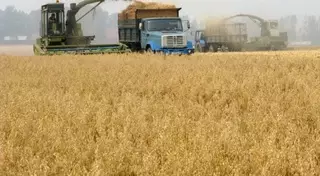 Казахстан соберет не менее 17,2 миллиона тонн зерна в 2015 году - Минсельхоз