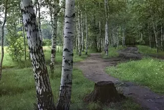 Лекарство от рака из коры березы разрабатывает школьник из Петропавловска