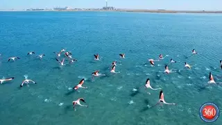 Фламинго украсили собой озеро Караколь в пригороде Актау