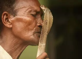 Свадьба в Индии: Мужчина попытался жениться на змее