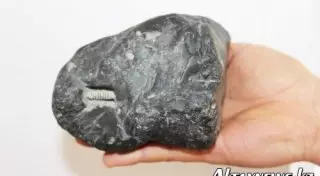 "Болт" возрастом в несколько миллионов лет обнаружили в ВКО