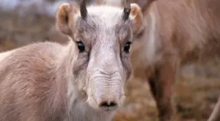 Около 100 сайгаков погибли в Костанайской области