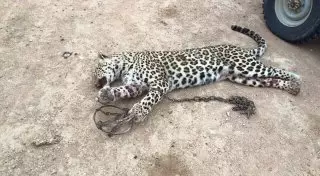 Стали известны подробности убийства леопарда в Мангистауской области