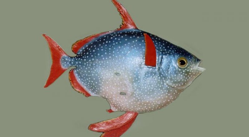 Lampris guttatus. Фото с сайта uniprot.org