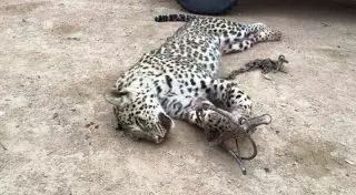 Убийцам леопарда в Мангистауской области грозит до трех лет лишения свободы