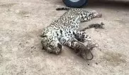 Убийцам леопарда в Мангистауской области грозит до трех лет лишения свободы