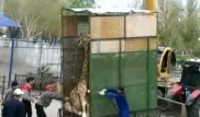 Видео транспортировки жирафа шокировало жителей Актобе