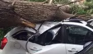 40-метровый тополь рухнул на припаркованные авто в Павлодаре