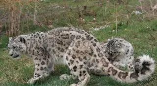 В Казахстане осталось всего 130 особей снежного барса