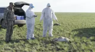 Еще на 7,5 тысячи увеличилось количество погибших сайгаков в Костанайской области