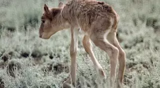 Число погибших сайгаков в Костанайской области может достигнуть 85 тысяч