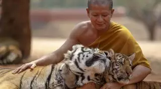 Тигр напал на настоятеля "Тигрового храма" в Таиланде