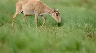Сайгаки гибнут из-за "смертельной дороги" - депутат
