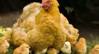 Зараженного сальмонеллой мяса птицы стало больше на прилавках в Астане