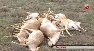 Немецкий эксперт прокомментировал мор сайгаков в Казахстане