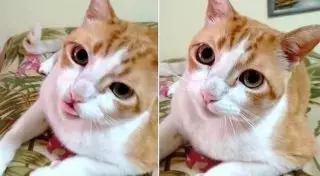 Если счастлив, скажи "Мяу". Котик подпевает своему владельцу