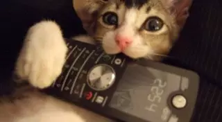 На 2,1 миллиарда евро попортили гаджеты домашние животные в Европе