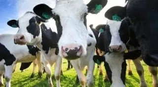 Падеж домашнего скота зафиксирован в Костанайской области