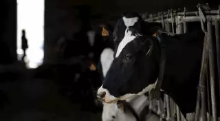 Падеж скота в Костанайской области не связан с гибелью сайгаков