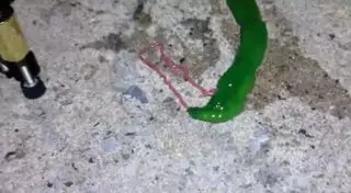 Зеленое червеобразное существо вызвало шок на Тайване