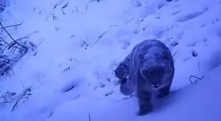 Новые фотоловушки помогут выявить точное число снежных барсов в Казахстане