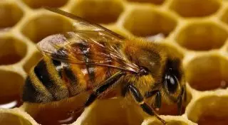 Мужчина едва не погиб от укусов свыше тысячи пчел в США